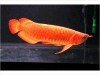 Best Quality Super red and many others arowanas fish for sale